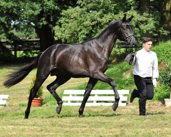 stallion Octavian (Trakehner, 2012, from E.H. Millennium)