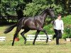 stallion Octavian (Trakehner, 2012, from E.H. Millennium)