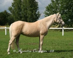 broodmare Fredriksbergs Kamé (New Forest Pony, 1991, from Smedhults Cavat)