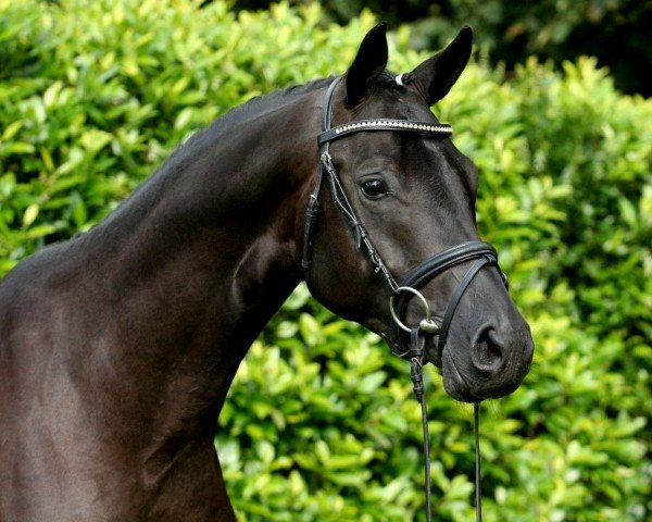 stallion Ivanhoe (Trakehner, 2012, from E.H. Millennium)