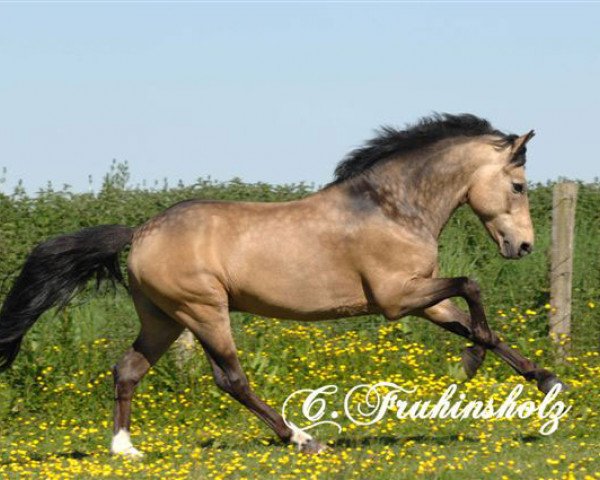 stallion Sulaatik's Versage (New Forest Pony, 2002, from Valentino)
