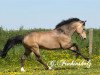 stallion Sulaatik's Versage (New Forest Pony, 2002, from Valentino)