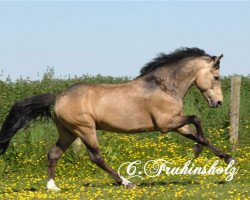 stallion Sulaatik's Versage (New Forest Pony, 2002, from Valentino)