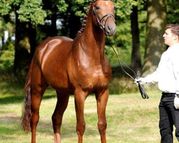 stallion Timberland (Trakehner, 2012, from All Inclusive)