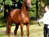 stallion Timberland (Trakehner, 2012, from All Inclusive)