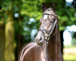 stallion Donauabend (Trakehner, 2012, from Abendtanz)