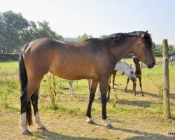 Zuchtstute Desiree (Nederlands Welsh Ridepony, 2009, von Heitrak's Marvin)