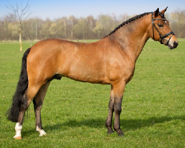 stallion Sulaatik's Mancinie (New Forest Pony, 2007, from Marrondales Macintosh)