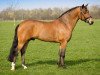 Deckhengst Sulaatik's Mancinie (New-Forest-Pony, 2007, von Marrondales Macintosh)