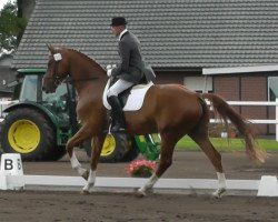 broodmare Grischa (German Sport Horse, 2006, from Gribaldi)