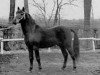 stallion Beacon Touchstone (New Forest Pony, 1953, from Newtown Spark)
