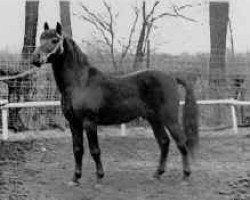 stallion Beacon Touchstone (New Forest Pony, 1953, from Newtown Spark)