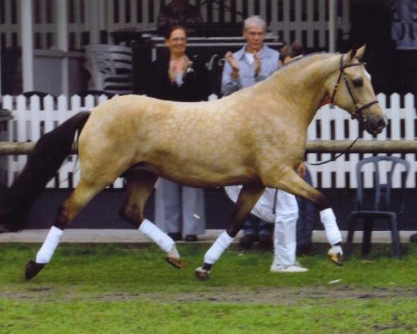 Zuchtstute Sulaatik's Yellie Marmelade (New-Forest-Pony,  , von Valentino)
