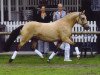 Zuchtstute Sulaatik's Yellie Marmelade (New-Forest-Pony,  , von Valentino)