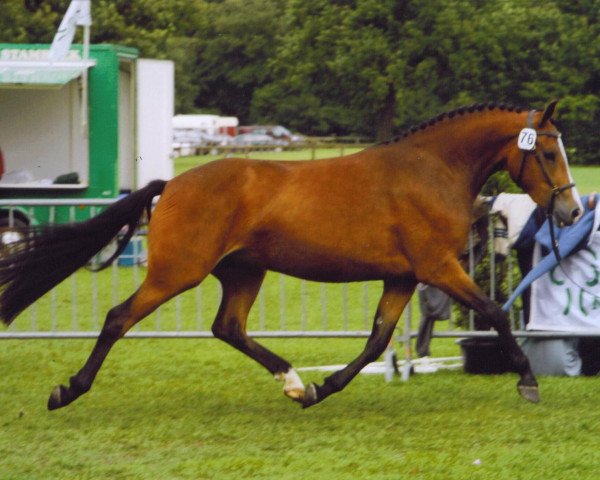 broodmare Sulaatik's Cranberry Marmelade (New Forest Pony, 2004, from Wayland Cranberry)