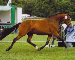 broodmare Sulaatik's Cranberry Marmelade (New Forest Pony, 2004, from Wayland Cranberry)