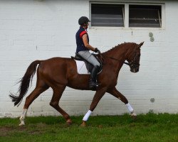 dressage horse Wallach von Don Frederico (Hanoverian, 2009, from Don Frederico)