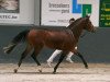 stallion Sulaatik's Classic Marmelade (New Forest Pony, 2005, from Wayland Cranberry)