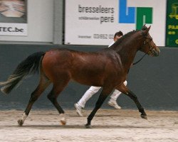 Deckhengst Sulaatik's Classic Marmelade (New-Forest-Pony, 2005, von Wayland Cranberry)