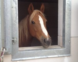 horse Abigail (Connemara-Pony, 2001, from Gonzales)