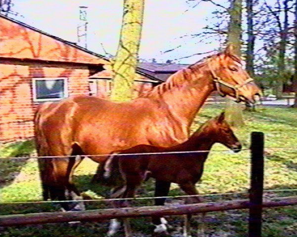 broodmare Ferraja (Mecklenburg, 1986, from Ferrit)