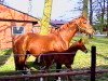 broodmare Ferraja (Mecklenburg, 1986, from Ferrit)