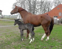 Pferd Sambarja (Brandenburger, 2002, von Samba Hit I)