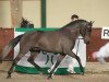 Deckhengst Wellhouse Sportsman (New-Forest-Pony, 2005, von Wayland Loganberry)