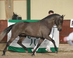 stallion Wellhouse Sportsman (New Forest Pony, 2005, from Wayland Loganberry)