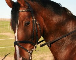 dressage horse Percy 249 (Westphalian, 2005, from Peking)