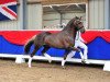 stallion Jacodi's Bo's Barclay (New Forest Pony, 2005, from Woodrow Carisbrooke)