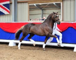 Deckhengst Jacodi's Bo's Barclay (New-Forest-Pony, 2005, von Woodrow Carisbrooke)