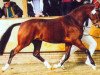 stallion Aester El Nino (Nederlands Welsh Ridepony, 1998, from Bjirmen's Wytse)