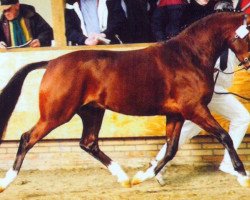 Deckhengst Aester El Nino (Nederlands Welsh Ridepony, 1998, von Bjirmen's Wytse)