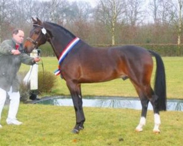 stallion Orchard Red Prince (Nederlands Welsh Ridepony, 2002, from Aester El Nino)