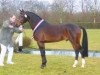stallion Orchard Red Prince (Nederlands Welsh Ridepony, 2002, from Aester El Nino)