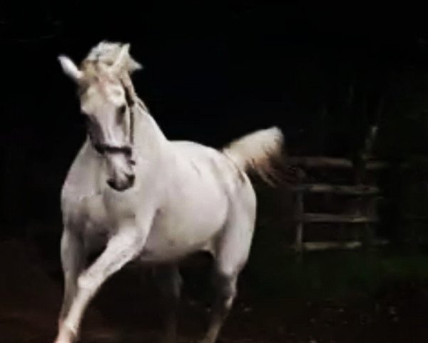 broodmare Telly 4 (Holsteiner, 2003, from Calido I)