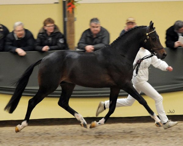 stallion Orchard Wildeman (Nederlands Welsh Ridepony, 2008, from Orchard Red Prince)