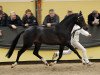 stallion Orchard Wildeman (Nederlands Welsh Ridepony, 2008, from Orchard Red Prince)