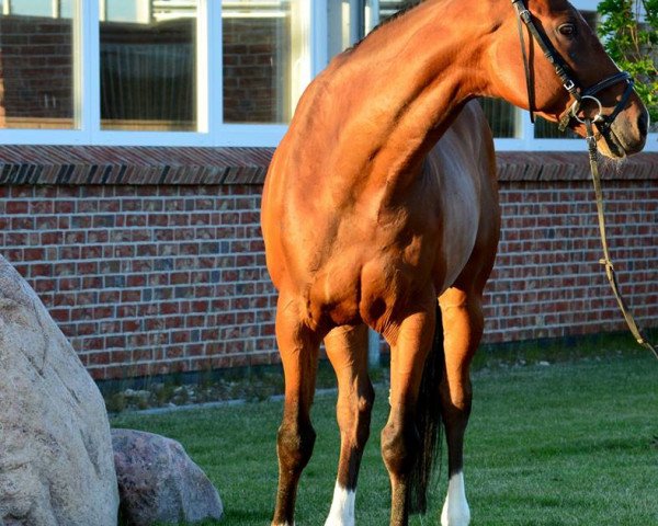 Pferd Pitu 23 (Holsteiner, 2001, von Parco xx)