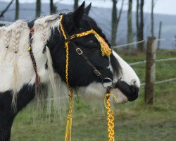 Pferd Cara (Tinker / Irish Cob / Gypsy Vanner, 2008, von Highlander)