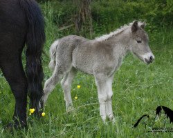 Pferd Keanu (Deutsches Classic Pony, 2014, von KC Coyne Connection)