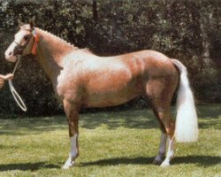 broodmare Sonjahof's Pallatin (Nederlands Welsh Ridepony, 1991, from Kompas Solferino)