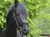 dressage horse Pelendur (German Riding Pony, 2010, from FS Pentagon)