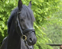 dressage horse Pelendur (German Riding Pony, 2010, from FS Pentagon)