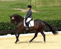 dressage horse Deseo Moro (Hanoverian, 1997, from Donnerschlag)