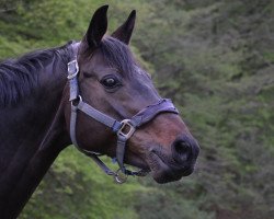 dressage horse Reyna del Rubi (Hanoverian, 2002, from Rotspon)