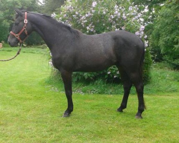 horse Sparticus (Holsteiner, 2011, from Blue Velvet N)