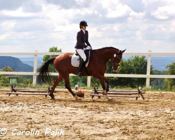 dressage horse Semper Fi (Hanoverian, 2010, from San Bernadino 3)