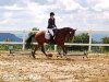 dressage horse Semper Fi (Hanoverian, 2010, from San Bernadino 3)